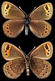 Erebia triarius ♂