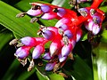 Aechmea weilbachii forma pendula.