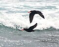 A pair in flight