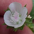 Flower, anthers pale, pale form