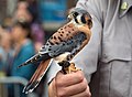 Image 66A rescued American kestrel that couldn't be released so is now serving as an "ambassador" bird