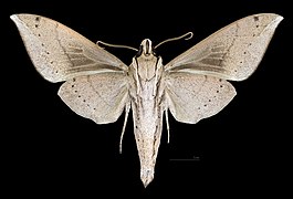 Male ventral view