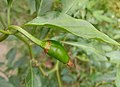 An young green chili with plant and leaves