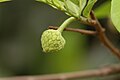 Annona squamosa young fruit