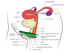 Anatomie vue en perspective.