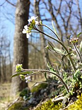 A. arenosa