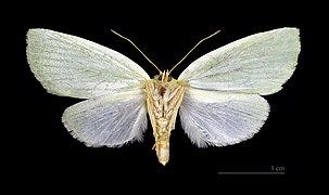 Museum specimen ♂ △ - Ventral side