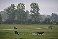 Prémices d'été au marais