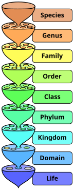 The hierarchy of scientific classification