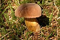 Boletus badius