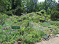 Grupo de plantas en el "Botanischer Garten der Johann Wolfgang Goethe-Universität Frankfurt am Main".