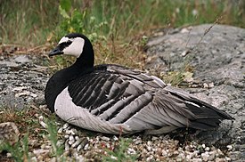 Белощёкая казарка (Branta leucopsis)