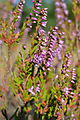 Blüten des Heidekrautes in der Königsbrücker Heide