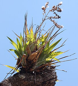 Catopsis berteroniana