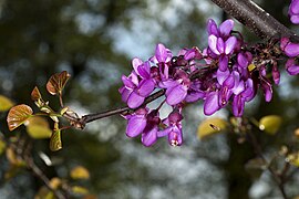 Fleurs, couleur d'origine.