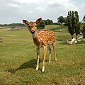 Formosan Sika Deer