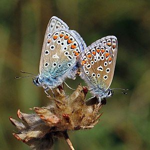 Mating common blues, by Charlesjsharp