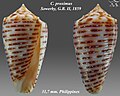 Conus proximus Sowerby, G.B. II, 1859