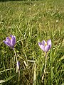 Crocus nudiflorus