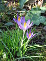 Crocus tommasinianus