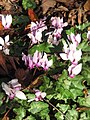 Cyclamen hederifolium clump