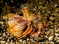 A hermit crab, whose shell is hidden by three large sea anemones on it.