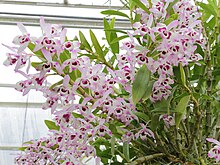 Dendrodium nobile (olhos de boneca) com flores rosadas em cachos abundantes