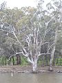 Edward River, Deniliquin