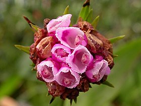 Elleanthus brasiliensis