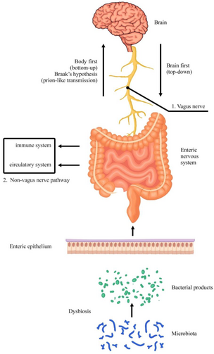 Enteric_Nervous_System