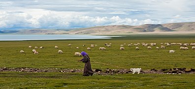 élevage de moutons