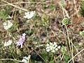 La coccinelle ne serait-elle pas perchée sur la même fleur que celle de gauche, mais qui aurait perdu ses pétales ?