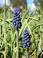 Weinbergs-Traubenhyazinthe (Muscari neglectum)