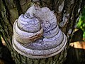 Image 7A tinder fungus, Fomes fomentarius (from Mushroom)