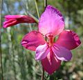 Gladiolus illyricus, una specie europea che mostra fiori zigomorfici (bilateralmente simmetrici).