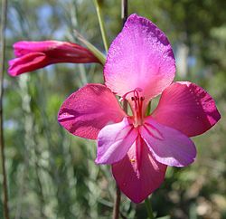 Tribo Gladioleae: Gladiolus illyricus.