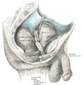 Male pelvic organs seen from right side