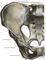 Ligaments of pelvis. Anterior view.
