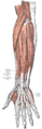 Superficial muscles of posterior surface of the forearm