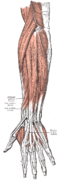 Muscles du bras superficiels (postérieur).