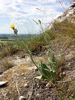 Description de l'image Hieracium echioides sl1.jpg.