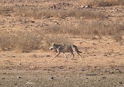 Indian wolf (Canis lupus pallipes)