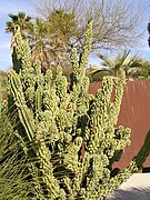 Cereus hildmannianus.