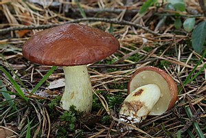 젖비단그물버섯(Suillus granulatus)