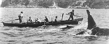 A killer whale swims alongside a whaleboat, with a smaller whale in between. Two men are standing, the harpooner in the bow and another manning the aft rudder, while four oarsmen are seated. The image itself is a discarded still frame from C.E.Wellings' now lost 1910 35mm movie film "Whalechase in Twofold Bay