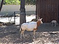 Oryx et son jeune au zoo de la Palmyre