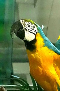 Leeds blue-and-yellow macaw, mount