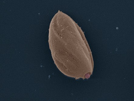 Amastigote: False colour SEM micrograph of amastigote form Leishmania mexicana. The cell body is shown in orange and the flagellum is in red. 219 pixels/μm.