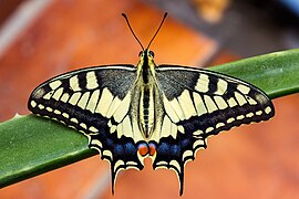 Machaon