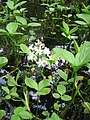 Menyanthes trifoliata